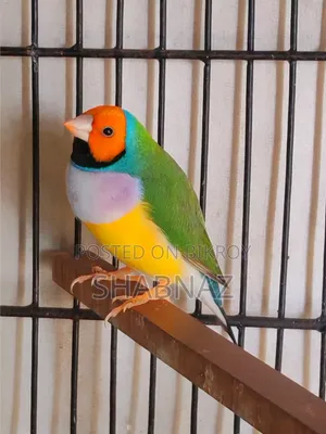 গোল্ডিয়ান ফিঞ্চ