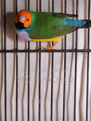 Gouldian Finch Male
