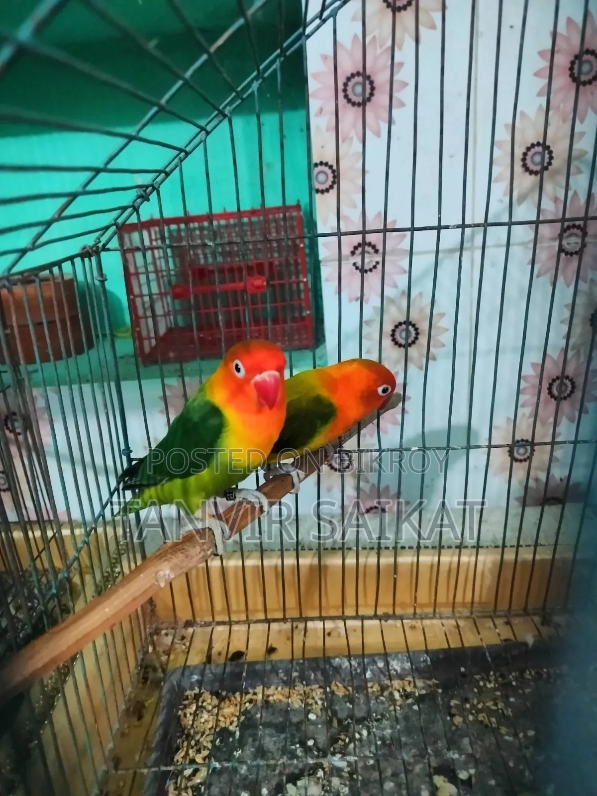 Lovebird Running Pair With DNA