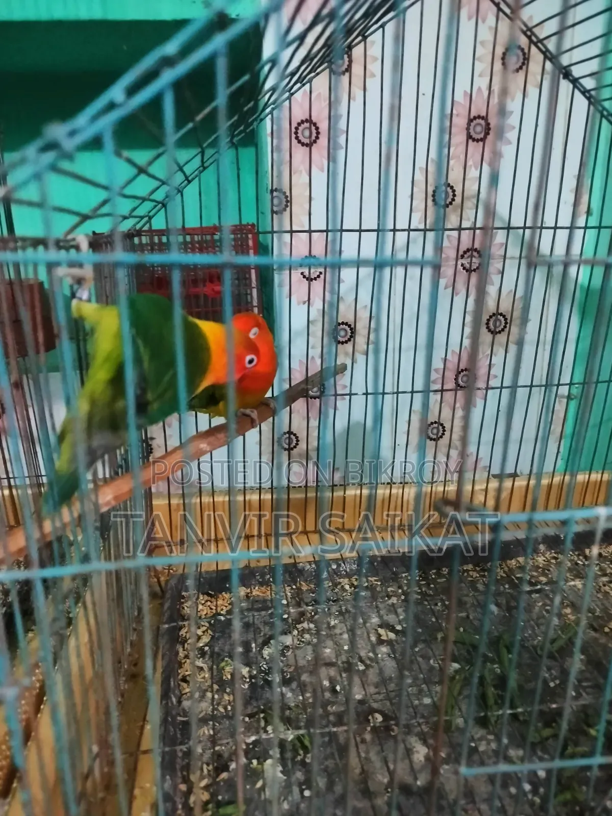 Lovebird Running Pair With DNA