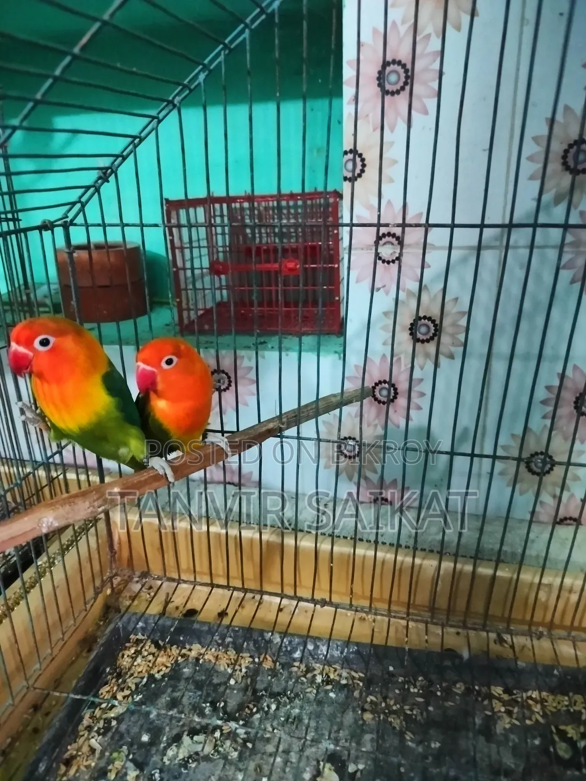 Lovebird Running Pair With DNA