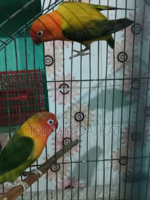 Lovebird Running Pair With DNA
