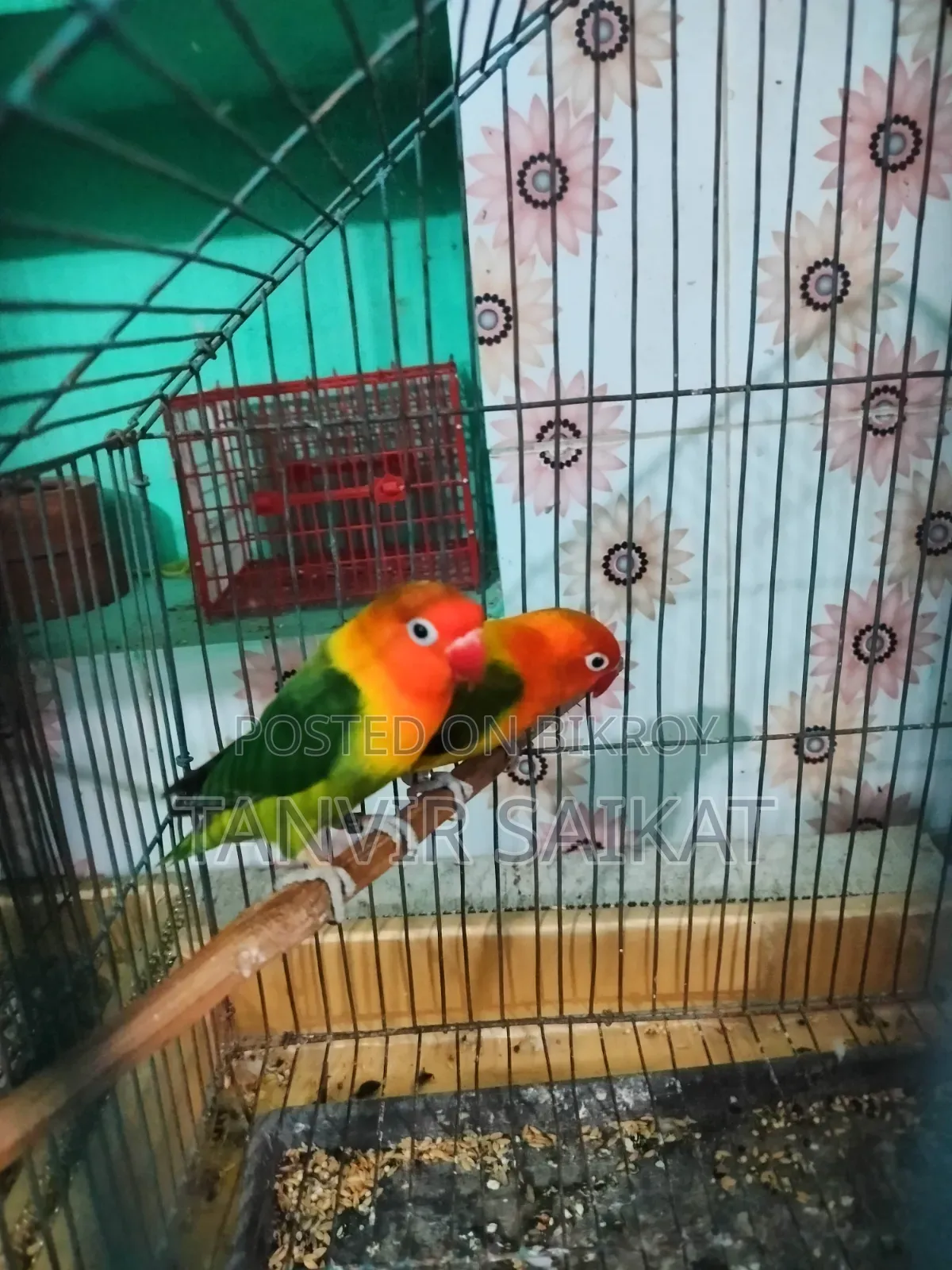 Lovebird Running Pair With DNA