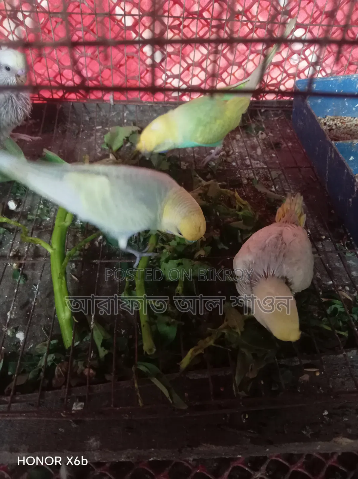 ২ টা বাচ্চা সহ একজোড়া রেইনবো বাজরিকার পাখি বিক্রি হবে