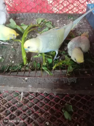 ২ টা বাচ্চা সহ একজোড়া রেইনবো বাজরিকার পাখি বিক্রি হবে