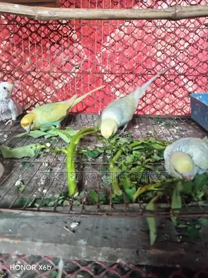 ২ টা বাচ্চা সহ একজোড়া রেইনবো বাজরিকার পাখি বিক্রি হবে