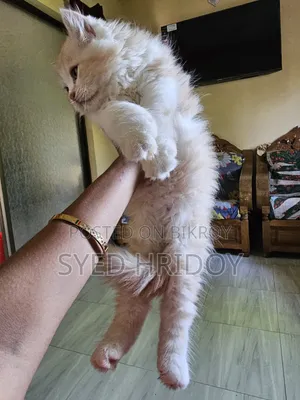 1-3 months Male Purebred Persian