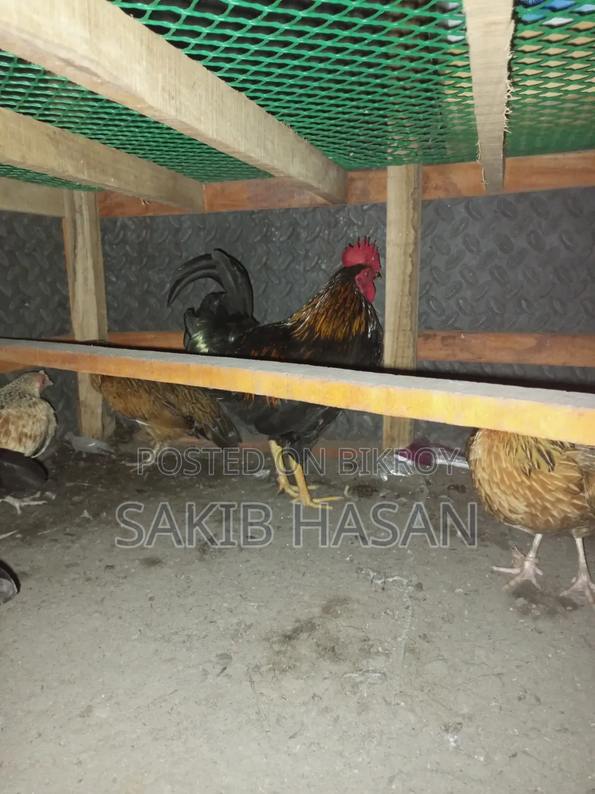 দেশি মুরুগ