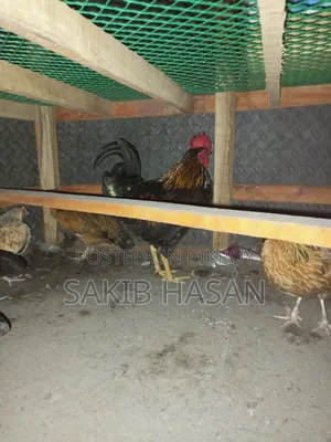 দেশি মুরুগ