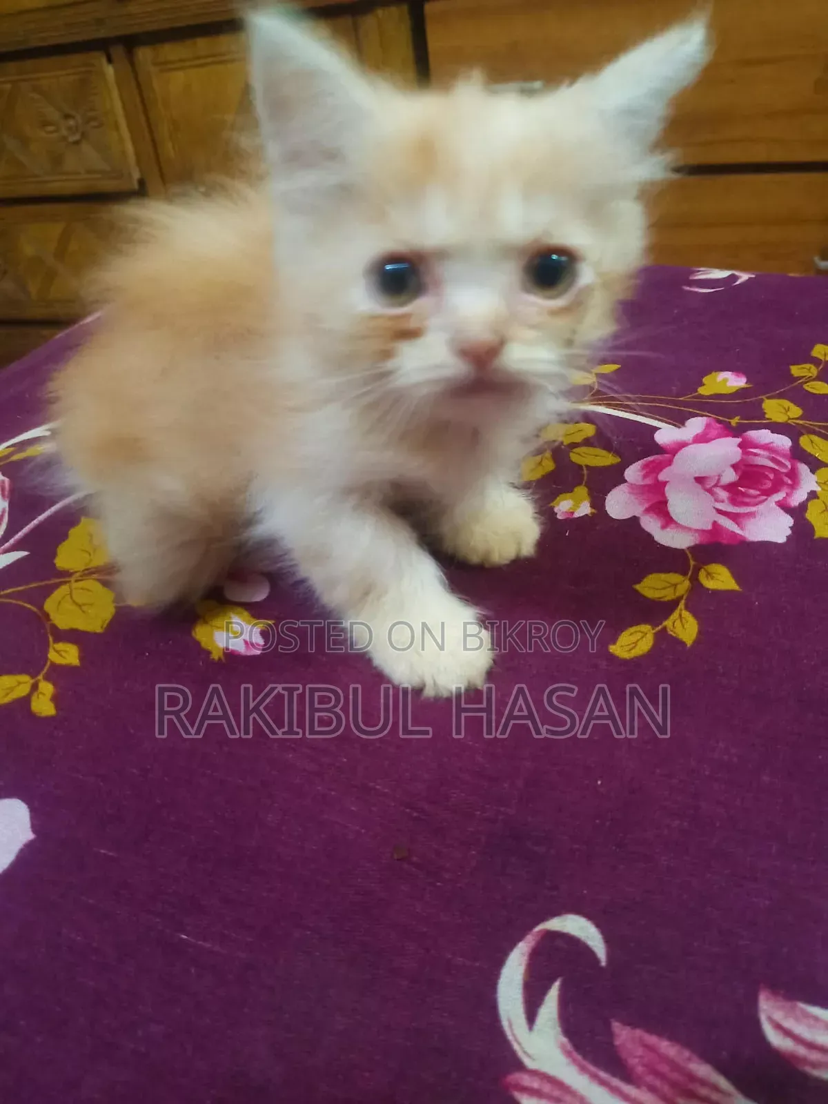 1-3 Months Female Purebred Persian