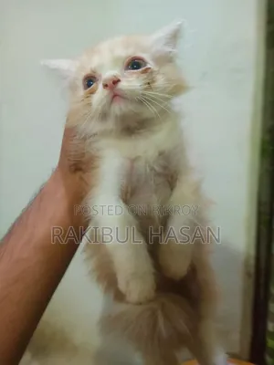 1-3 Months Female Purebred Persian