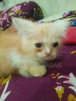 1-3 Months Female Purebred Persian