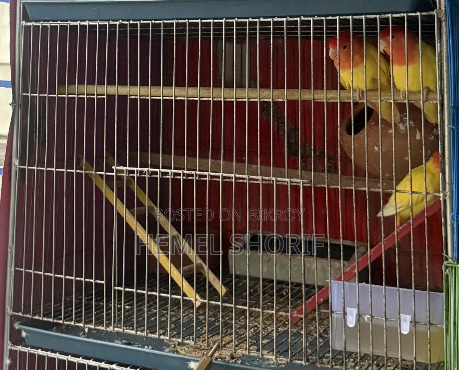 Lutino Opline Read Full Adult Lovebirds