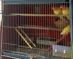 Lutino Opline Read Full Adult Lovebirds