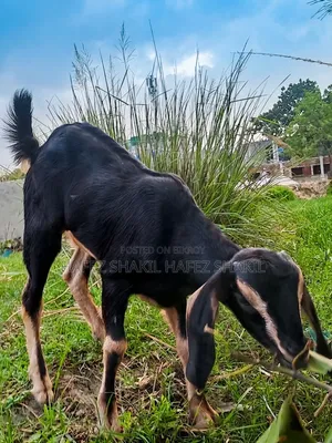 বাচ্চা সহ দেশি ছাগল