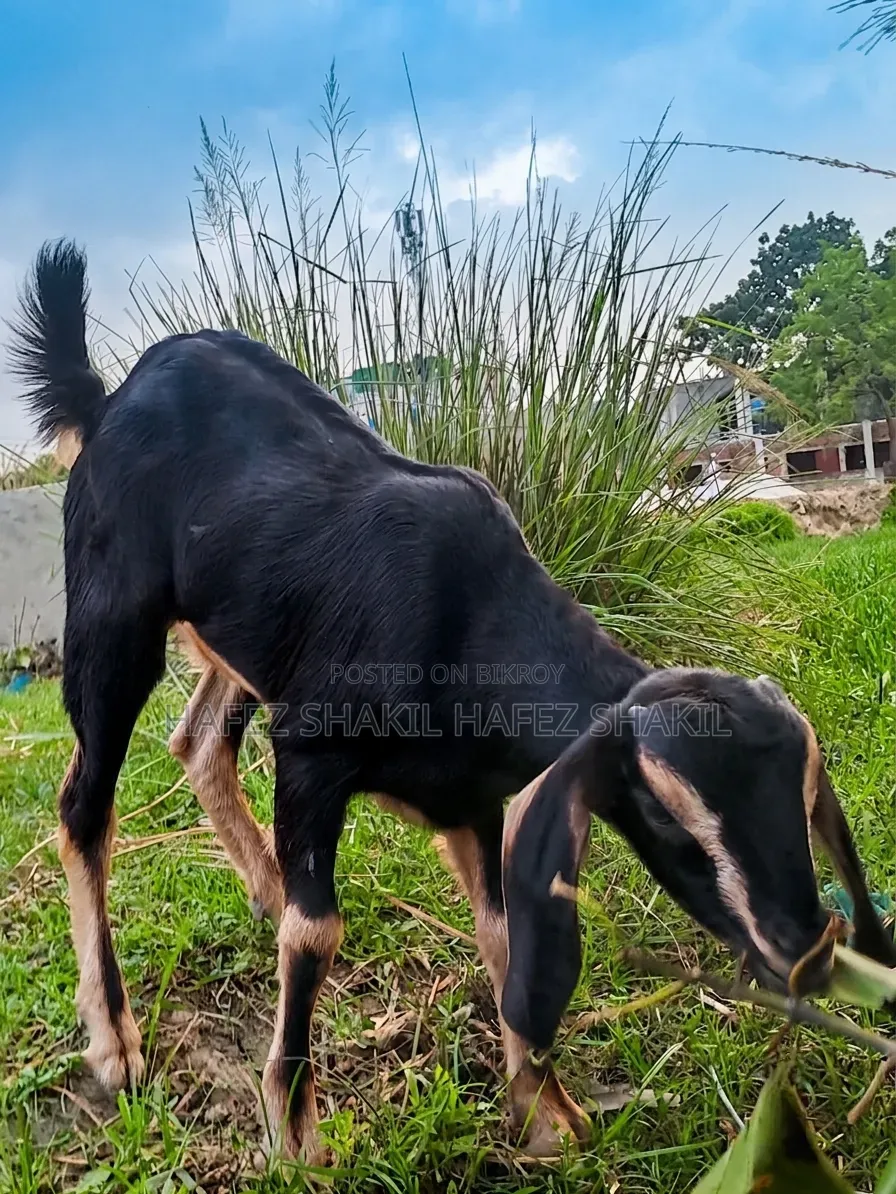বাচ্চা সহ দেশি ছাগল