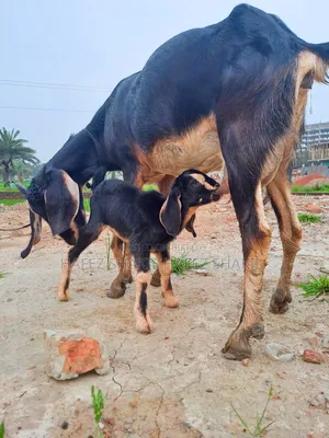 বাচ্চা সহ দেশি ছাগল