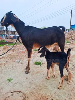 বাচ্চা সহ দেশি ছাগল
