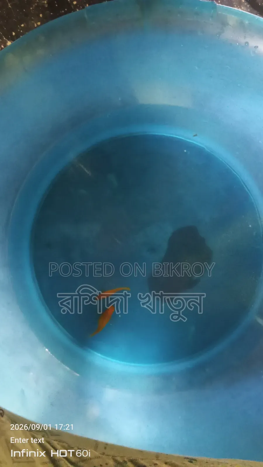 Fish for sell