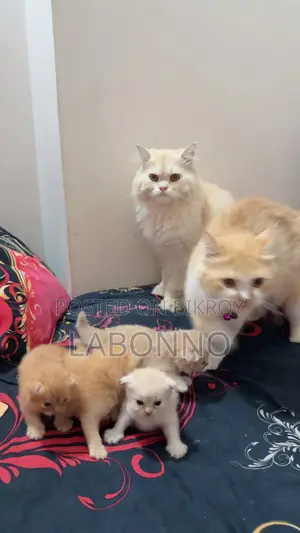 1-3 months Female Purebred Persian