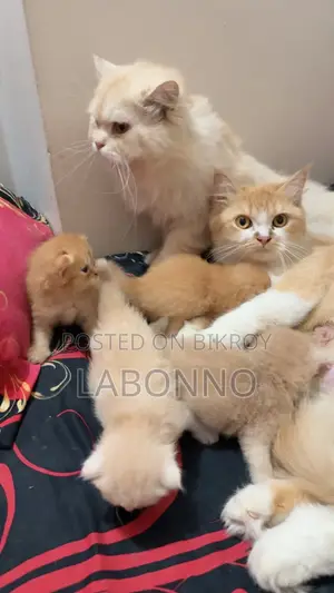 1-3 months Female Purebred Persian