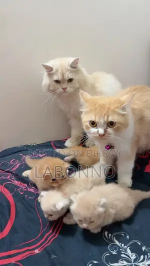 1-3 months Female Purebred Persian