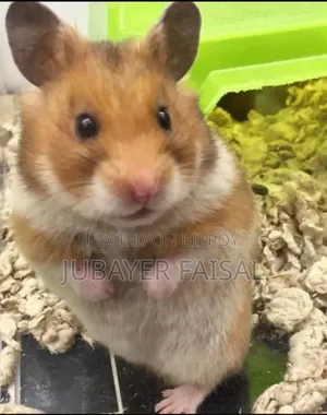 Syrian Golden Hamster