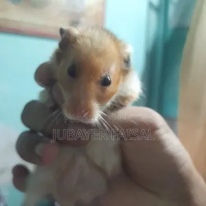 Syrian Golden Hamster