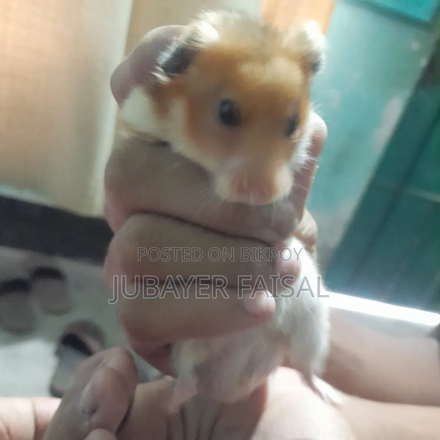 Syrian Golden Hamster