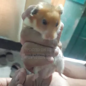Syrian Golden Hamster
