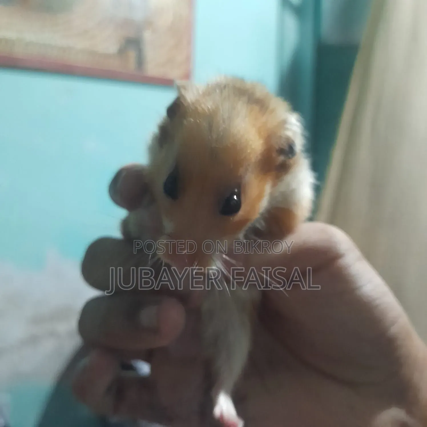 Syrian Golden Hamster