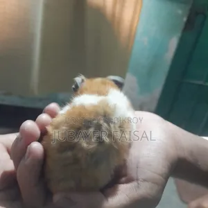 Syrian Golden Hamster
