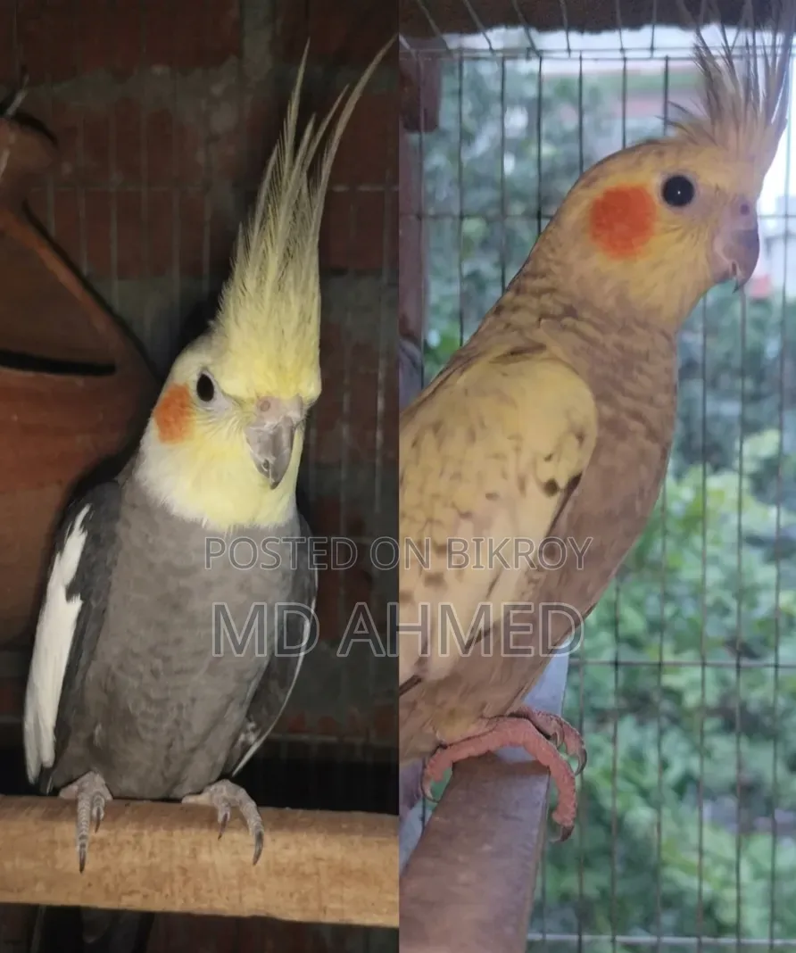 Running Cockatiel Pakhi