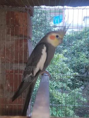Running Cockatiel Pakhi