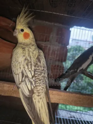 Running Cockatiel Pakhi