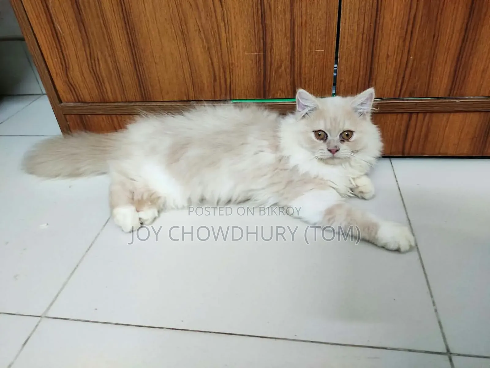 3-6 months Male Purebred Persian