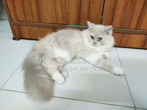 3-6 months Male Purebred Persian