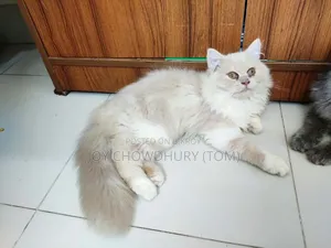 3-6 months Male Purebred Persian