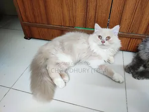 3-6 months Male Purebred Persian