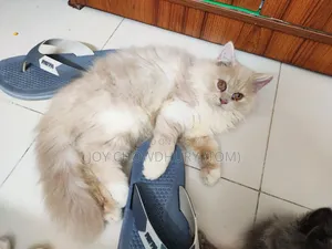 3-6 months Male Purebred Persian