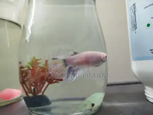Female Albino Betta for Sale