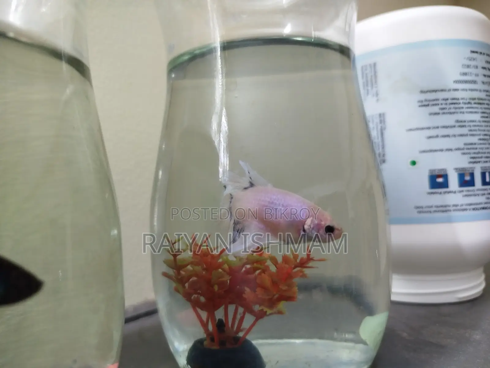 Female Albino Betta for Sale
