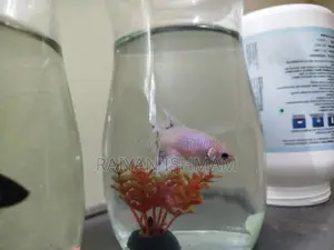 Female Albino Betta for Sale