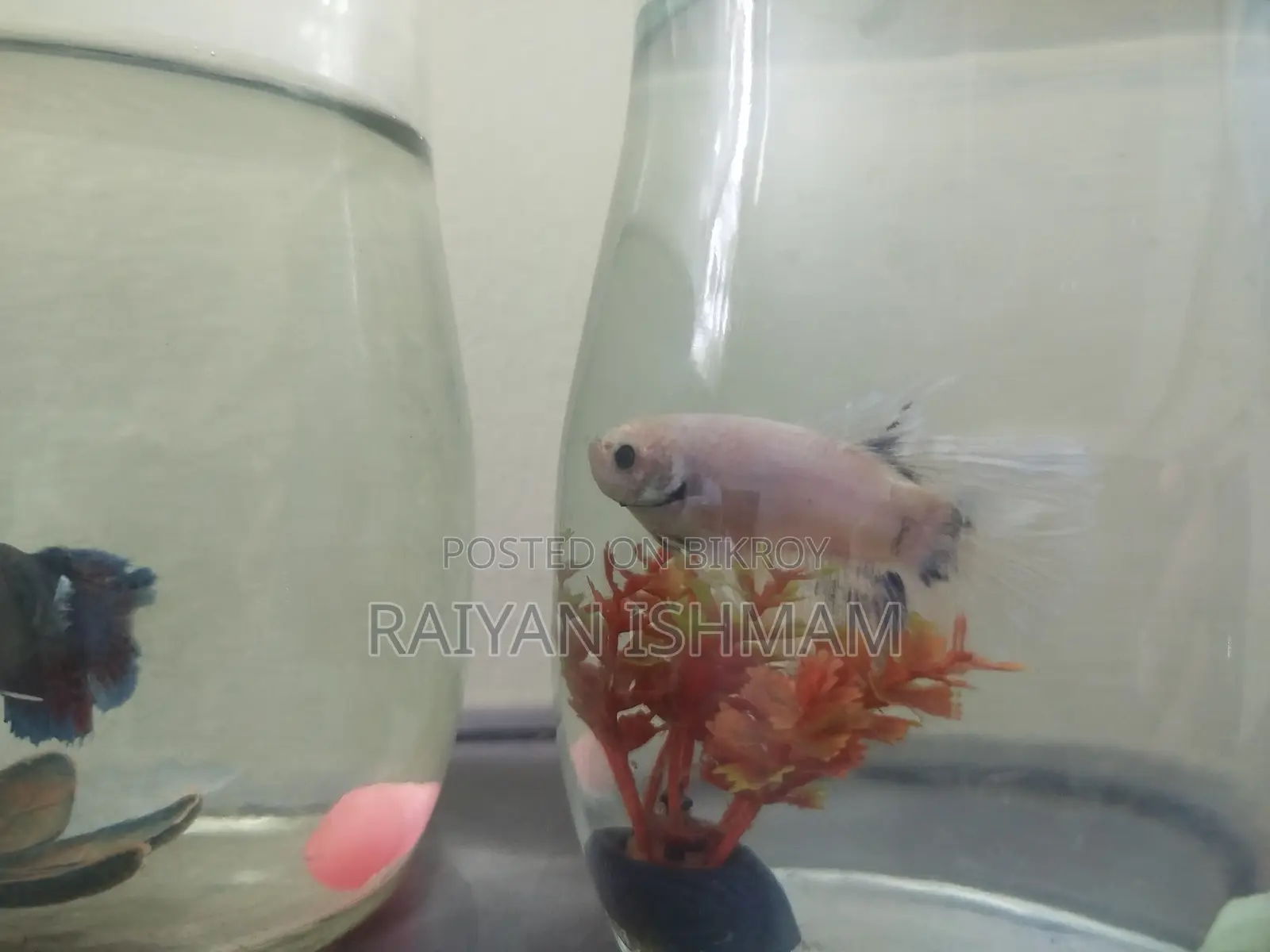 Female Albino Betta for Sale
