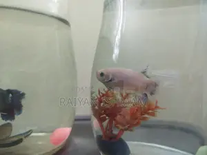 Female Albino Betta for Sale