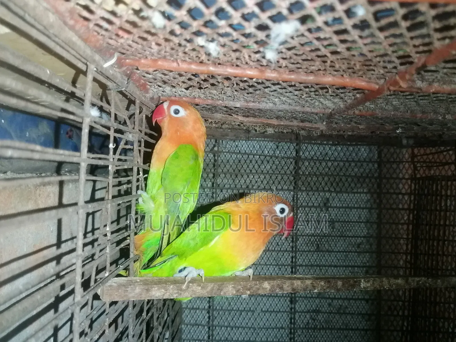 Lovebird (Green Fischer)