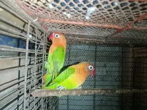 Lovebird (Green Fischer)