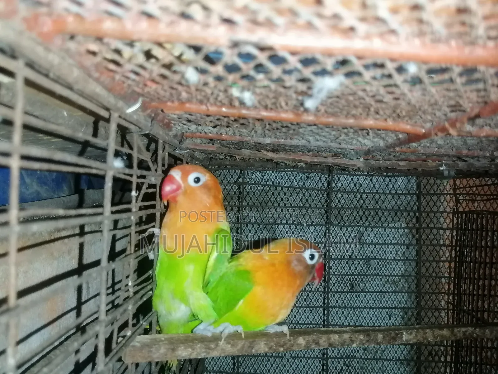 Lovebird (Green Fischer)