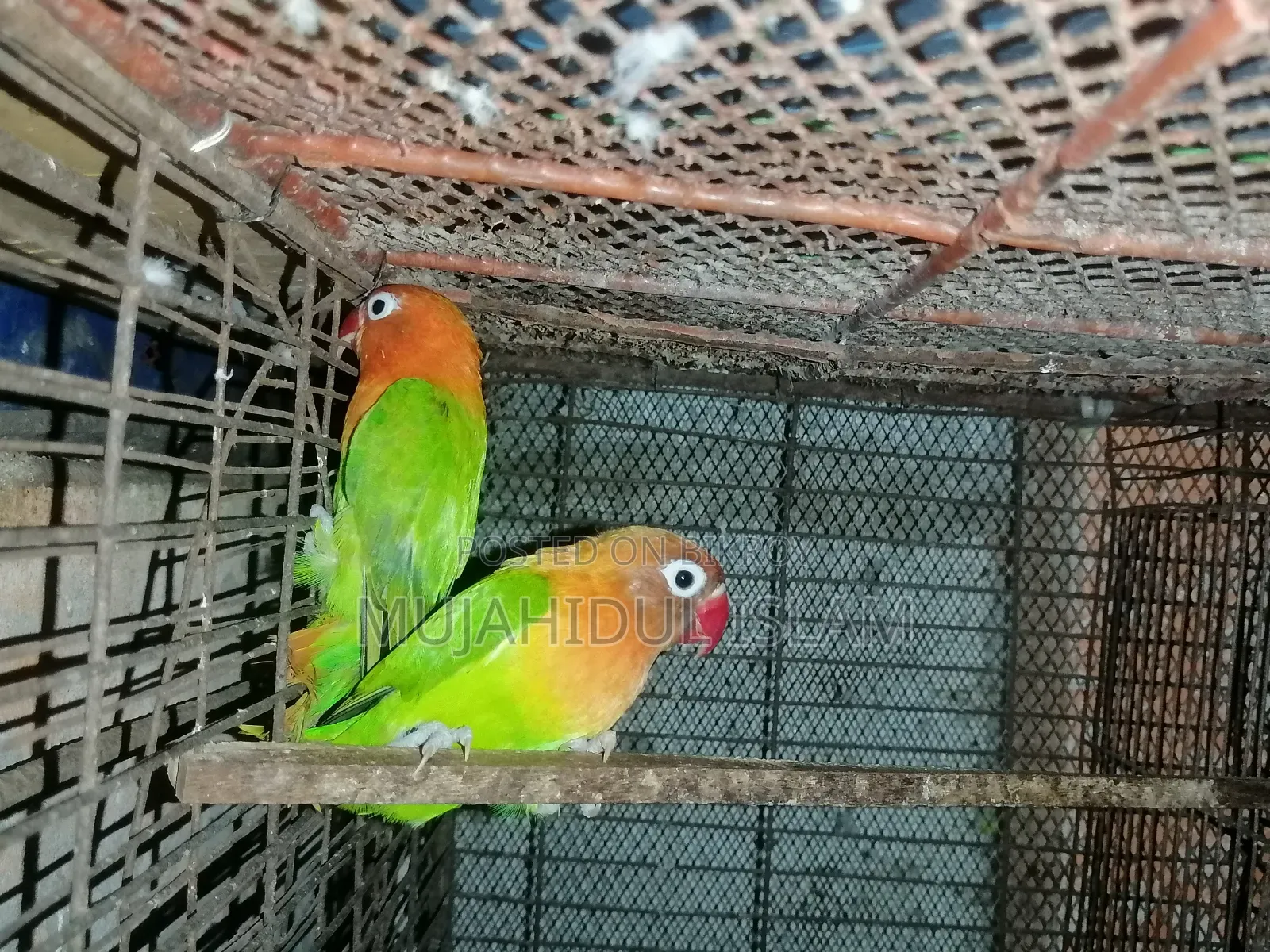 Lovebird (Green Fischer)