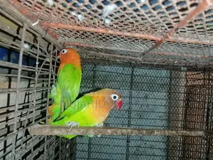 Lovebird (Green Fischer)